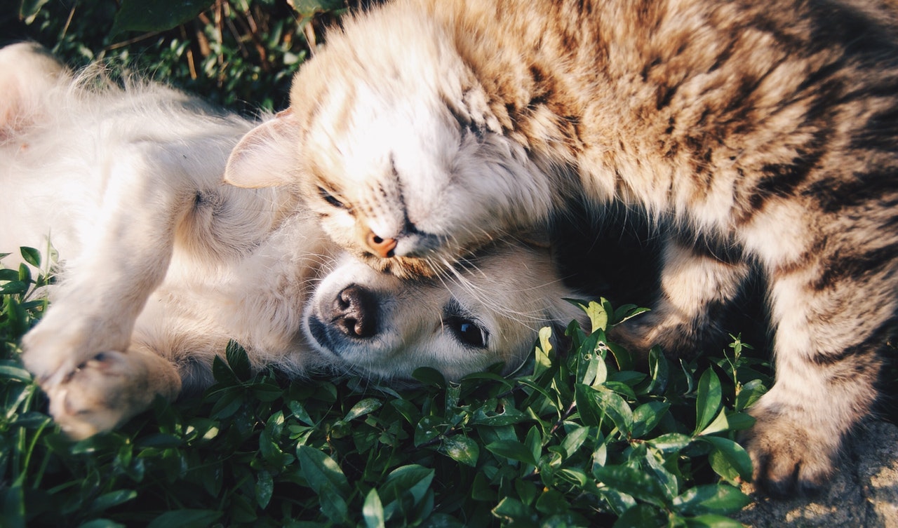 State of the Petcare Industry 2019